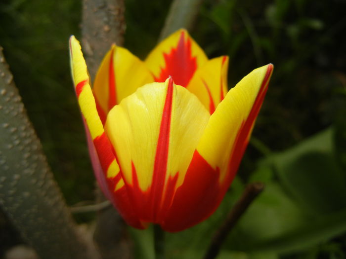 Tulipa Mickey Mouse (2016, April 08) Tulipa Mickey Mouse (2016, April 08)