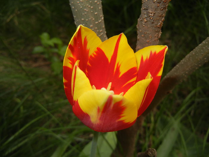 Tulipa Mickey Mouse (2016, April 08) Tulipa Mickey Mouse (2016, April 08)