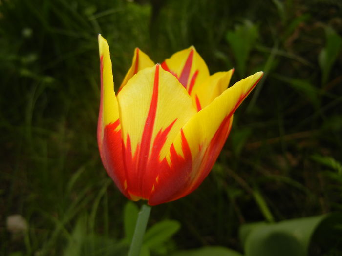 Tulipa Mickey Mouse (2016, April 08) Tulipa Mickey Mouse (2016, April 08)