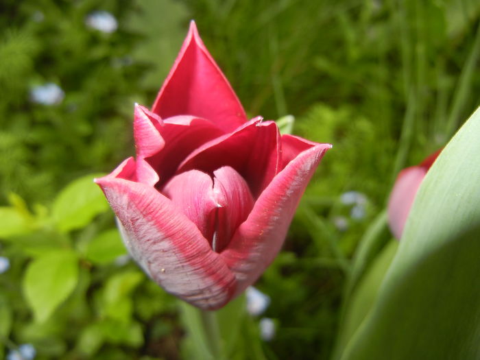 Tulipa Negrita (2016, April 08)