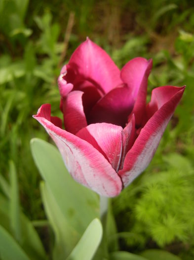 Tulipa Negrita (2016, April 08)