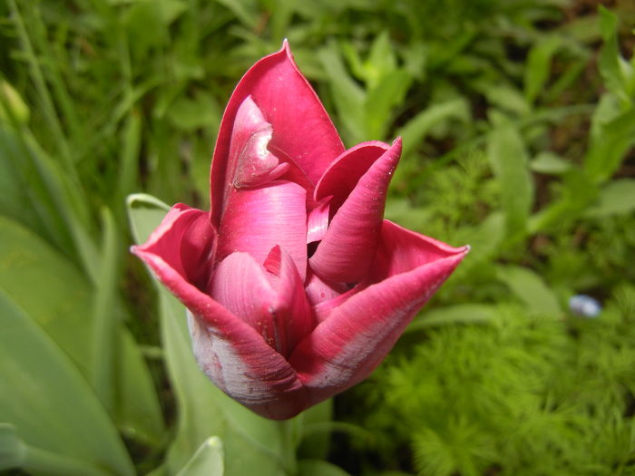 Tulipa Negrita (2016, April 08) - Tulipa Negrita