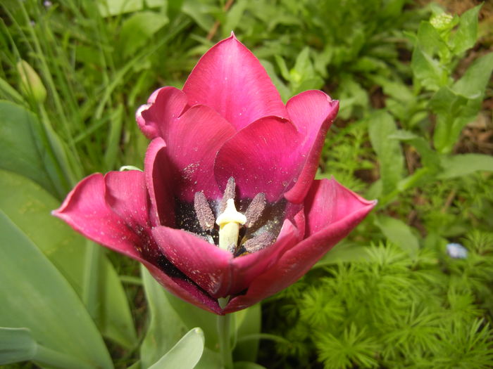 Tulipa Negrita (2016, April 08)