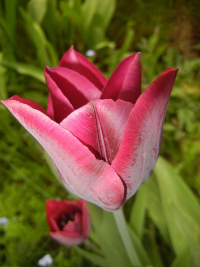 Tulipa Negrita (2016, April 08)