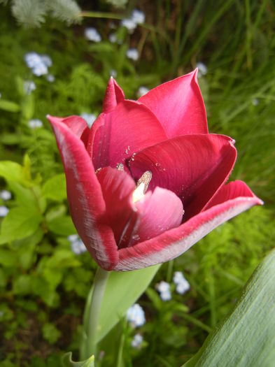 Tulipa Negrita (2016, April 08)