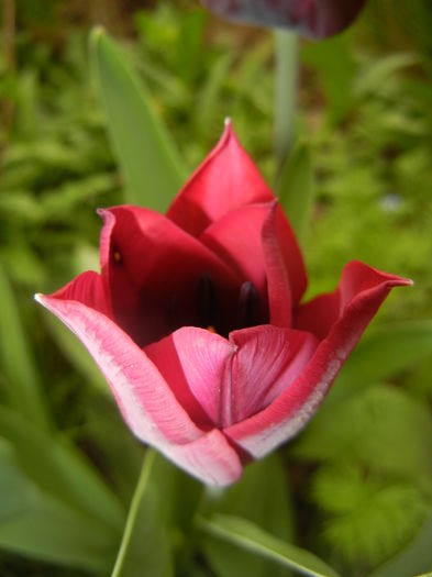 Tulipa Negrita (2016, April 08) - Tulipa Negrita