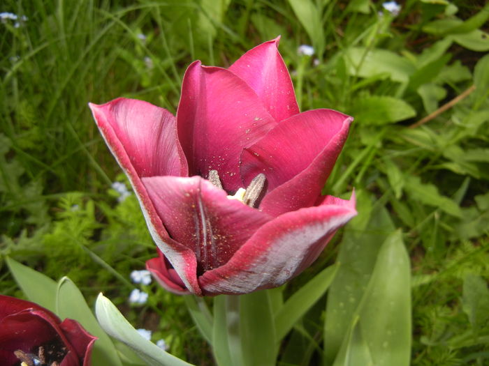 Tulipa Negrita (2016, April 08) - Tulipa Negrita