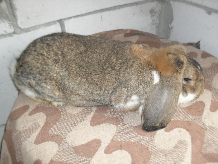 SDC11681 - BBBB-Berbec Urias Agouti mantulat