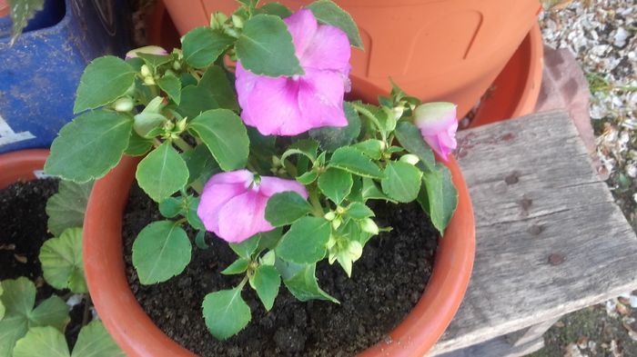 20160415_120523 - sporul casei-impatiens 2016