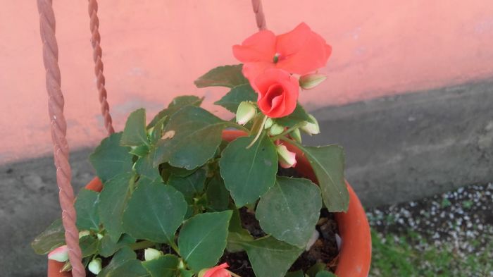 20160415_120456 - sporul casei-impatiens 2016