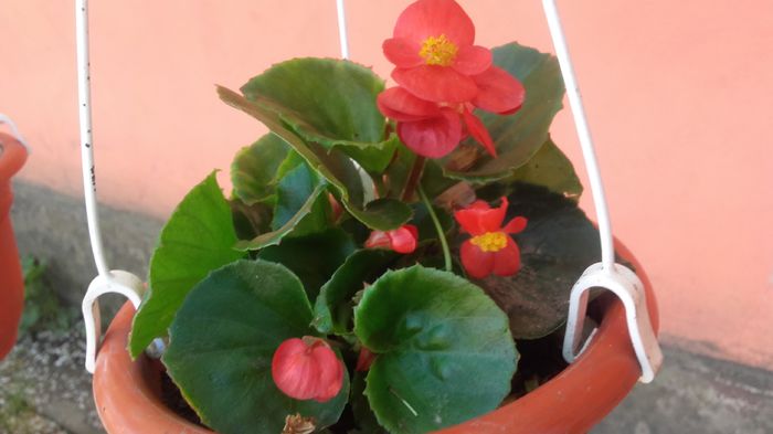 20160415_120626 - begonia  2016