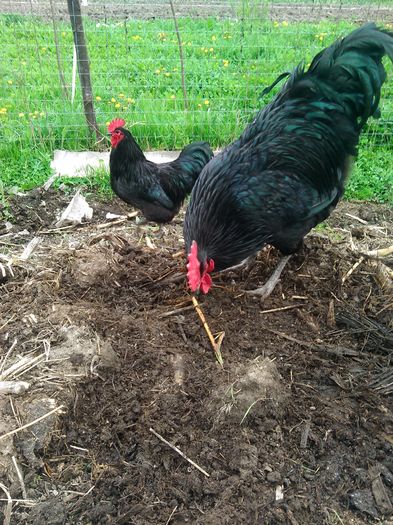 IMG_20160414_110021 - Australorp