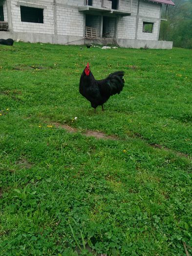 IMG_20160414_094432 - Australorp