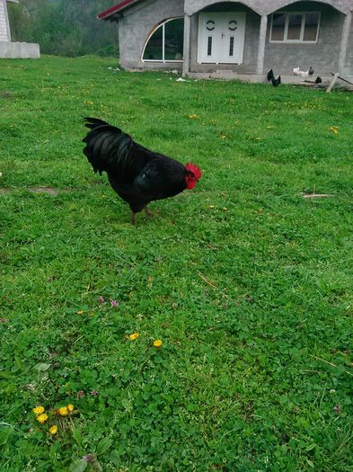 IMG_20160414_094416 - Australorp