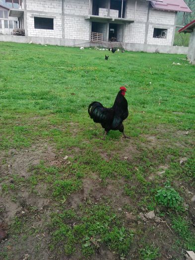 IMG_20160414_084434 - Australorp