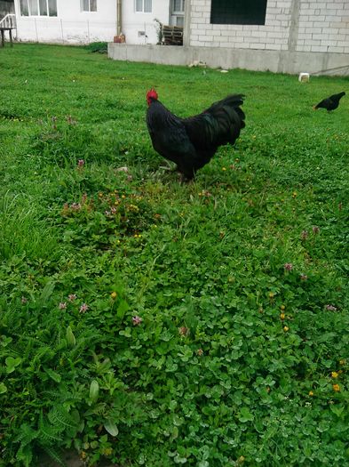 IMG_20160414_084331 - Australorp