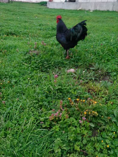 IMG_20160414_084341 - Australorp