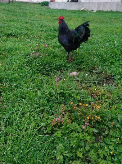 IMG_20160414_084341 - Australorp