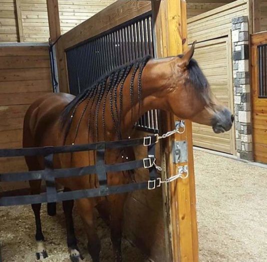 FB_IMG_1460718522705 - C Pentru cei care le plac aceste animale