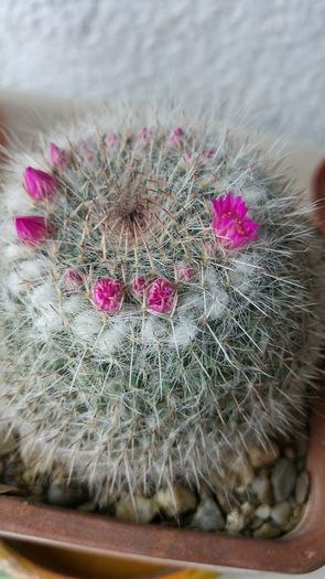 Mammilaria Hahniana Woodsi