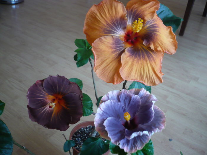 P1250779