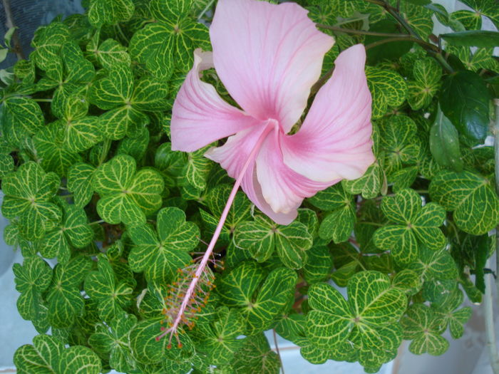 DSC05089 - FLORI 2016