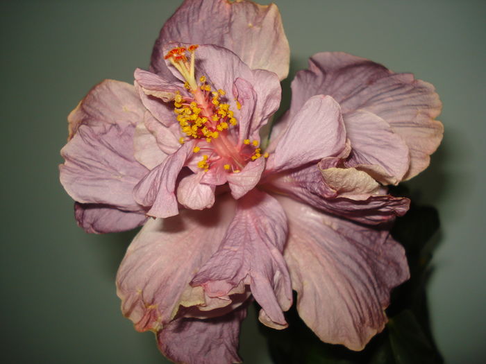 DSC05074 - FLORI 2016