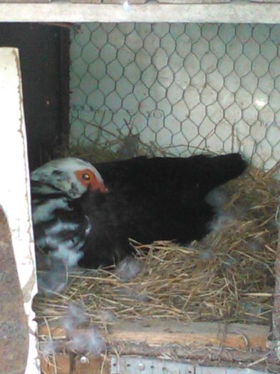 IMG_20160415_195834; si a inceput clocitul
