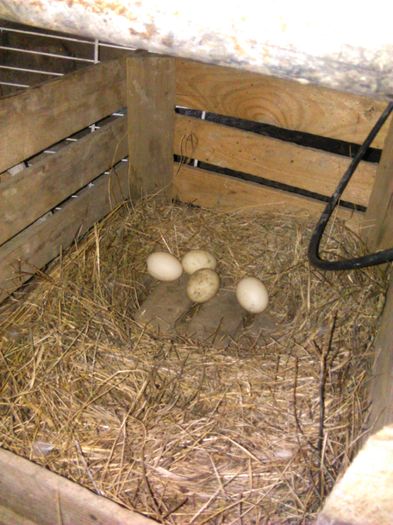 IMG_20160415_195952; si inca unul numarul 4
