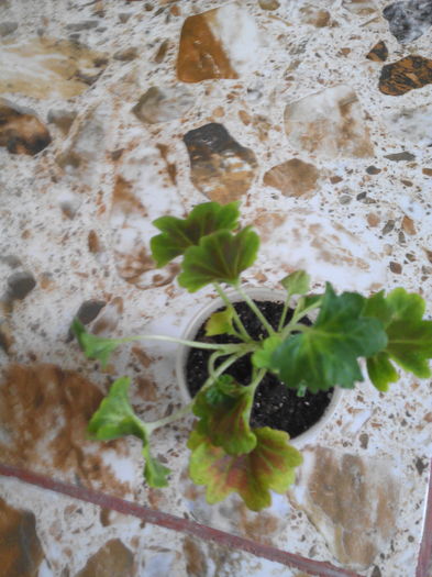 13 - A INCEPUT COLECTIA DE MUSCATE DEOSEBITE 2016