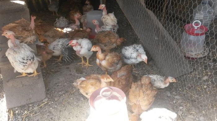 Gat golas de...Agroland la aproape o luna; Se mai observă un gât golaș mult mai mic. Sunt de fapt 4 pui de curte scoși în exact aceeași zi și care nu sunt nici cât jumătate față de cei de la Agroland.
