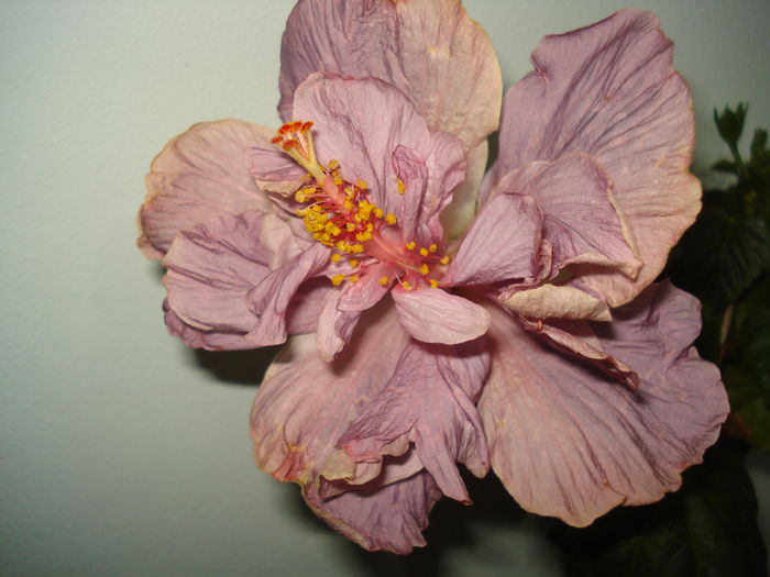 DSC05076 - Hibiscus Key West Thunderhead