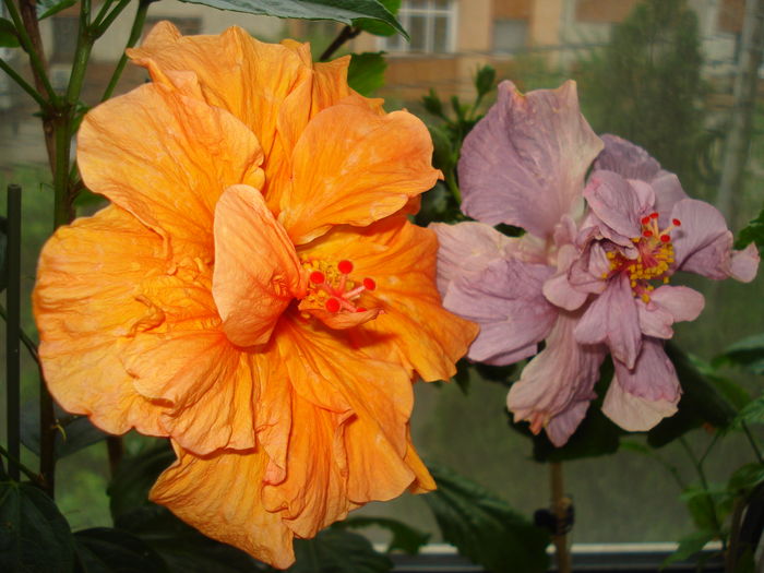 DSC05062 - HIBISCUS 2016