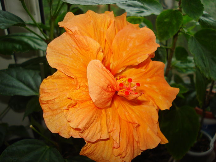 DSC05063 - HIBISCUS 2016