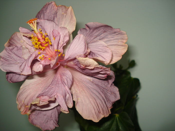 DSC05072 - HIBISCUS 2016