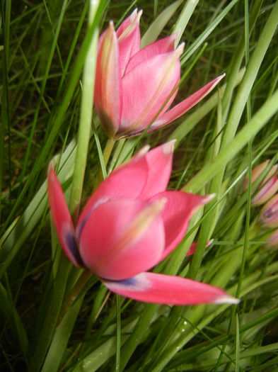 Tulipa Little Beauty (2016, April 08)