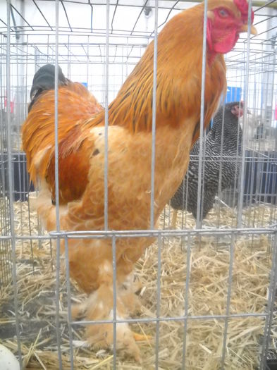 DSCN0376 - AGRA 2016