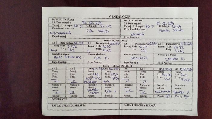 Genealogie - Mascul_2 RO119 1622