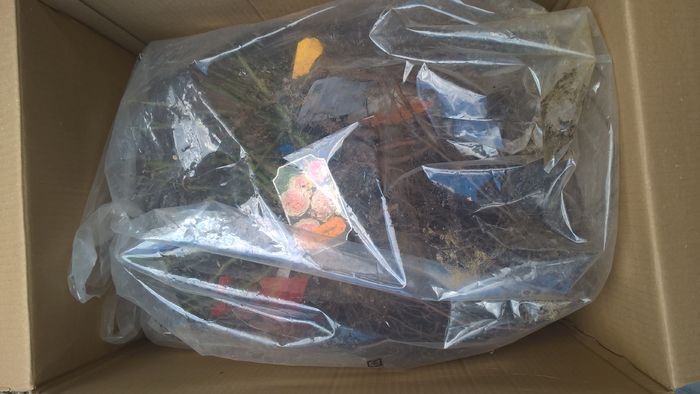 Trandafiri Floribunda; 15 aprilie
