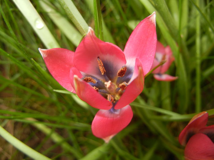Tulipa Little Beauty (2016, April 08)