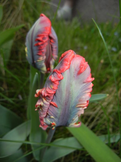 Tulipa Rococo (2016, April 08) - Tulipa Rococo Parrot