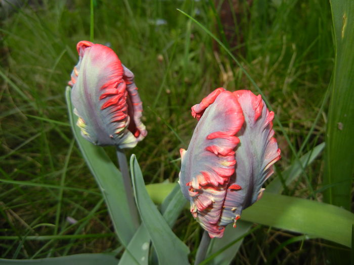 Tulipa Rococo (2016, April 08)