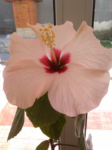 IMG_20160415_162715 - Hibiscus Saint Tropez