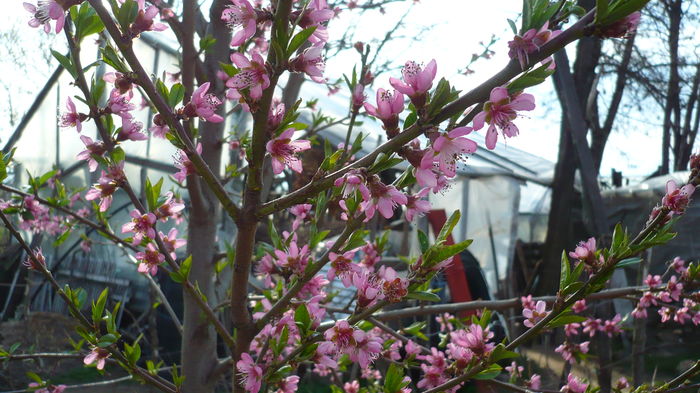 P1140831 - primavara 2016