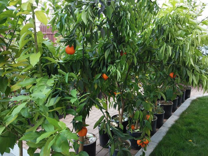 1 - Vamd clementin si mandarin Satsuma lamai