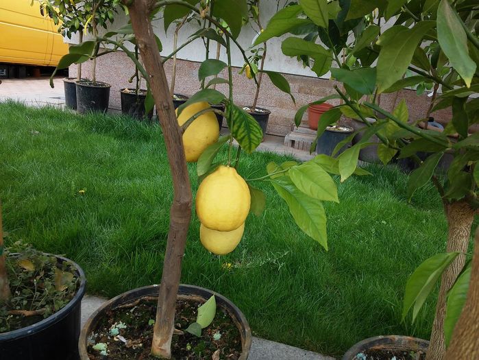 5 - Vamd clementin si mandarin Satsuma lamai