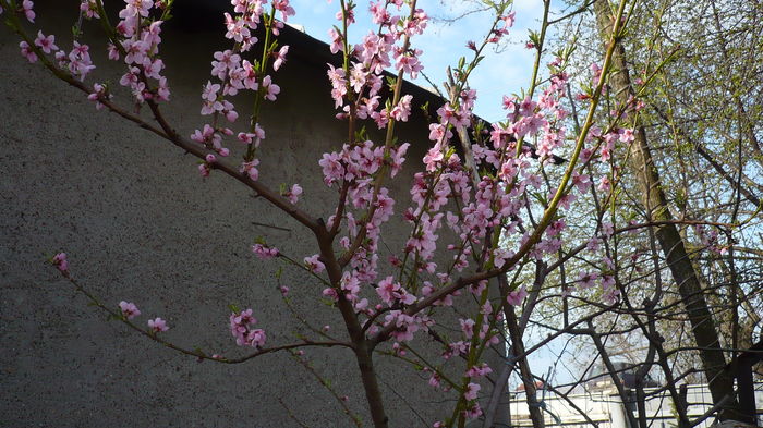 P1140835 - primavara 2016