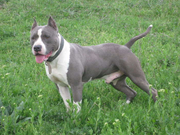 IMG_8375 - AMERICAN STAFFORDSHIRE TERRIER