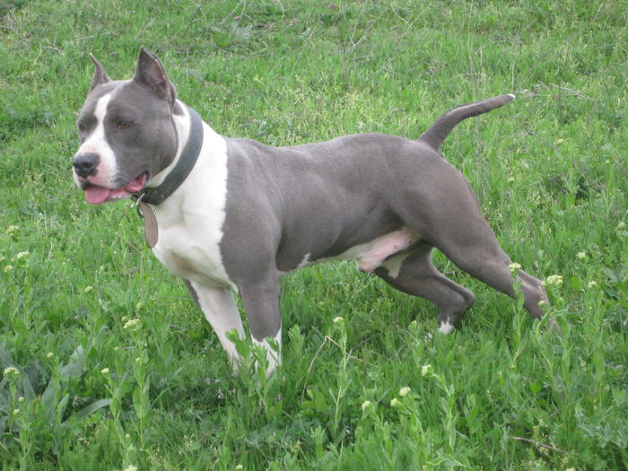 IMG_8376 - AMERICAN STAFFORDSHIRE TERRIER