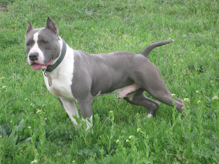 IMG_8377 - AMERICAN STAFFORDSHIRE TERRIER